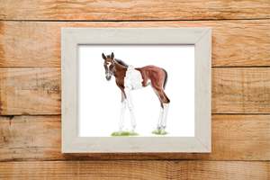Foal print