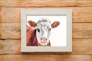 Hereford cow print