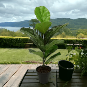 FIDDLE LEAF TREE