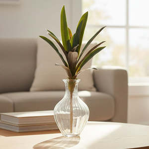 RHOEO PLANT