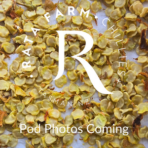 Products: GOLDEN GHOST Seeds Rata Farm