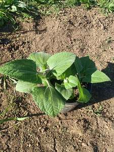 Products: Organic Yacon Plant