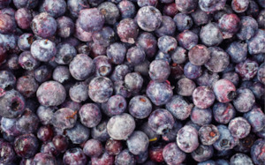 Monavale Organic Blueberries