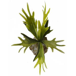 Artificial elk horn fern ReadyLeaf