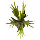 Artificial elk horn fern ReadyLeaf