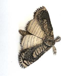 Ceramics: Brown Clay moth I
