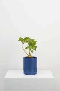 Capra Designs: CAPRA Etch Planter