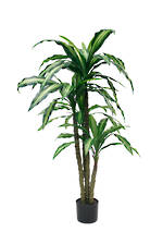 Accessories: Variegated Dracaena Plant