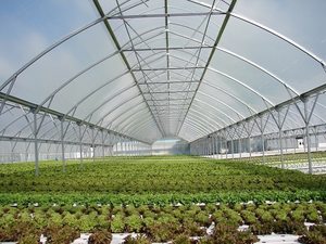 Products: Duratough ‘end of rolls’ specials 210-215 Micron clear