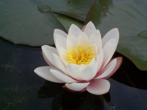 Carnea Water Lily