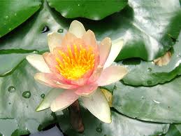 Products: Comanche Water Lily