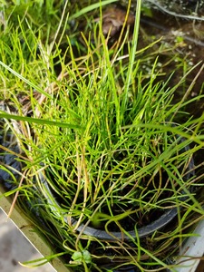 Lilaeopsis Mauritiana