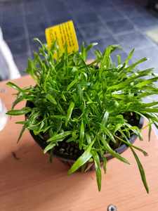 Products: Lilaeopsis Zealandia Chain Sword