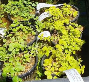 Lysimachia nummularia “Aurea” Gold