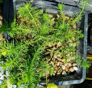 Myriophyllum Variifollium – Mare’s Tail