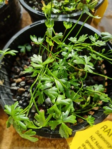Ranunculus Amphitrichus – Rivularis