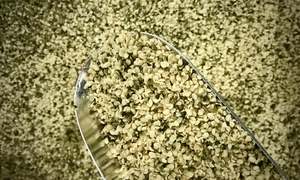 Cereals: New Zealand Hemp Seeds (Hemp Hearts)