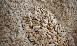 Cereals: Organic Sunflower Seeds