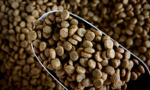 Cat Food, Chicken