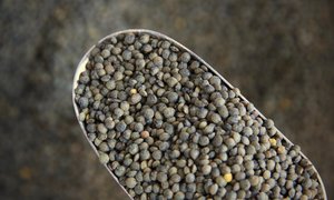 Organic French Green Lentils