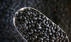 Beans Pulses: Black Turtle Beans