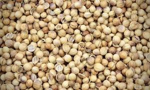 Coriander Seeds