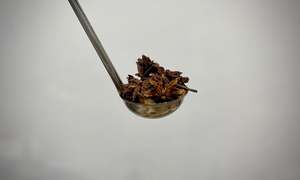 Herbs Spices: Star Anise