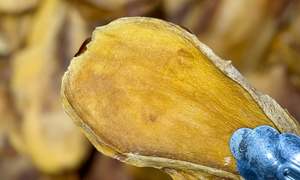Dried Fruit Nuts: Raw Organic Mango Slices