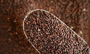 Organic Black Rice
