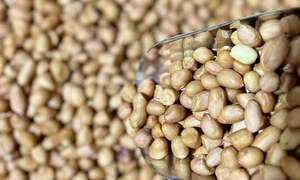 Pasta: Raw Red Skin Peanuts