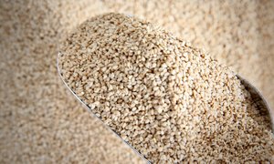 Organic Sesame Seeds