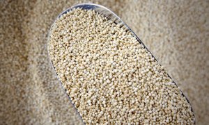 Grains: Organic Quinoa