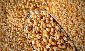 Grains: Popping Corn
