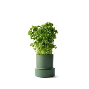 Household: SELF WATERING POT-Parsley