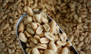 Vegan Snacks Treats: Peanuts, Roasted & Salted