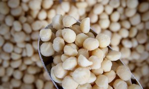 Vegan Snacks Treats: Macadamias, Roasted & Salted