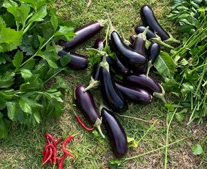 Gifts: Little Sun Seeds Organic Eggplant
