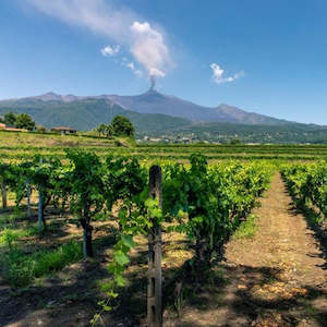 Artigiano nel Mezzogiorno - Artigiano Heads South - Thursday 2 October, 6pm, $55