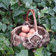 Frame Basket (Ōtautahi)