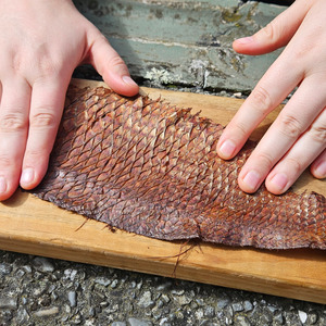 Workshops Otautahi: Fish skin tanning (Ōtautahi)