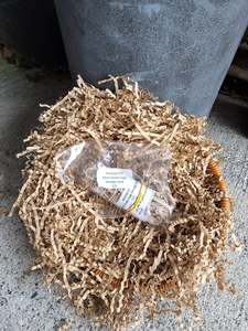 10cm Dream Sage Smudge Stick