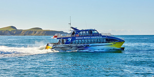 Products: 3 Day Whale Watch in Kaikoura