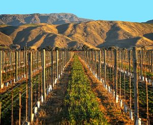 Marlborough Half Day Wine Tour (1 Person)