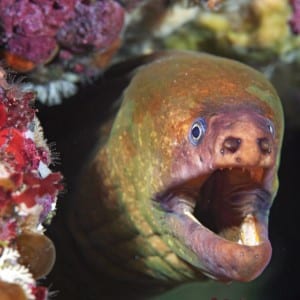 Products: Goat Island Double Dive Trip (local marine reserves) – 1 Person