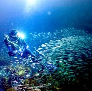 Products: Hen Island Dive Charter – Full Day – 1 person