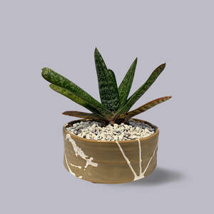 Jody Martin | Bonsai Planter | Tongariro Desert