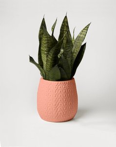 Gifts For Her: Curves Planter - Peach