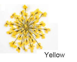 Real Dried Flower: Real Dried Flower - Lace Flower, Snow Bead Flower