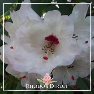 Products: Rhododendron Avalanche