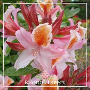 Products: Azalea occidentale Delicatisssima - RhodoDirect: Rhododendrons Online